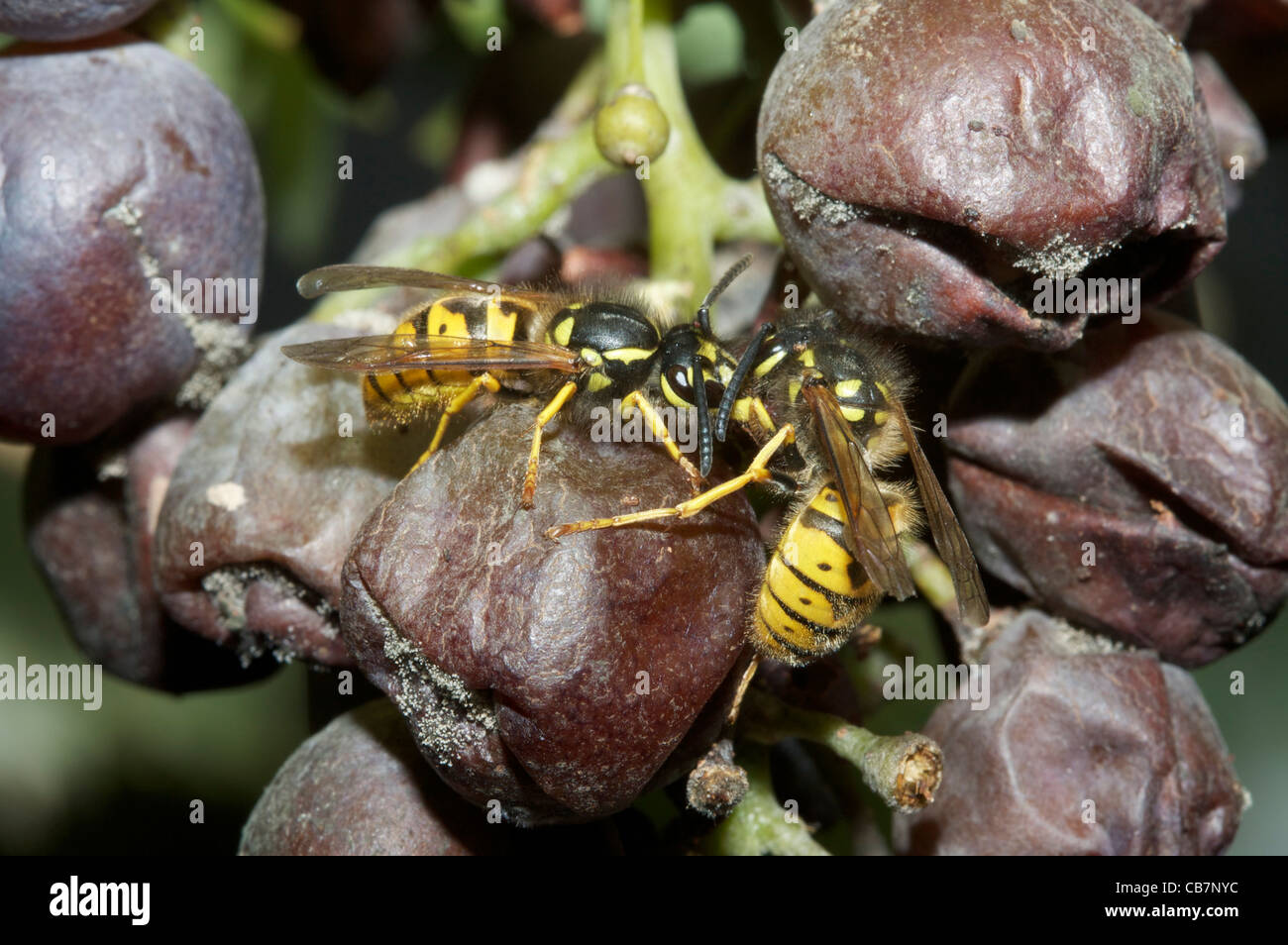 Wasp mangiare uva Foto Stock