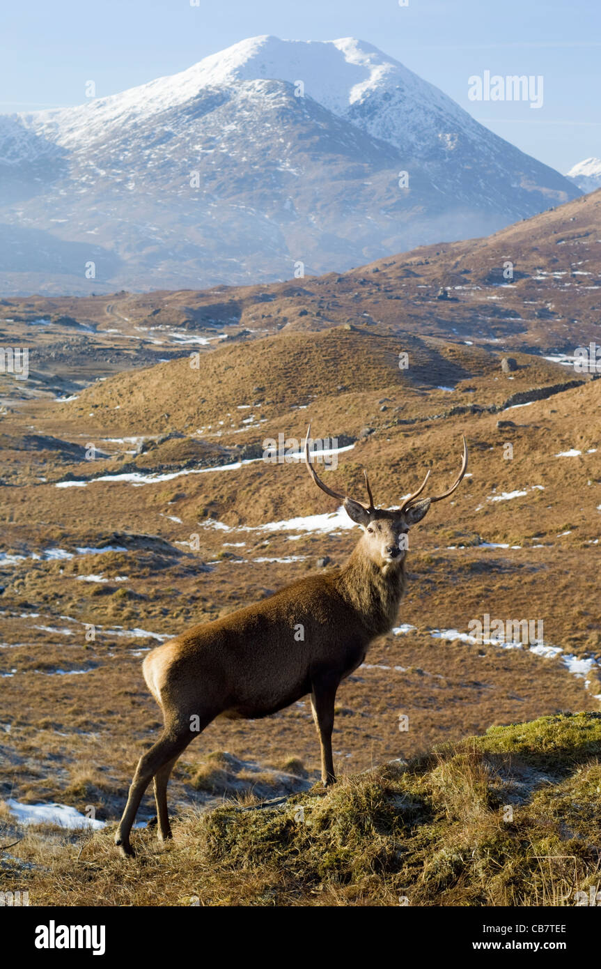 Il cervo (Cervus elaphus), maschio o feste di addio al celibato in Glen Garry, in piedi di fronte a Sgurr Mor (1003 metri) Foto Stock
