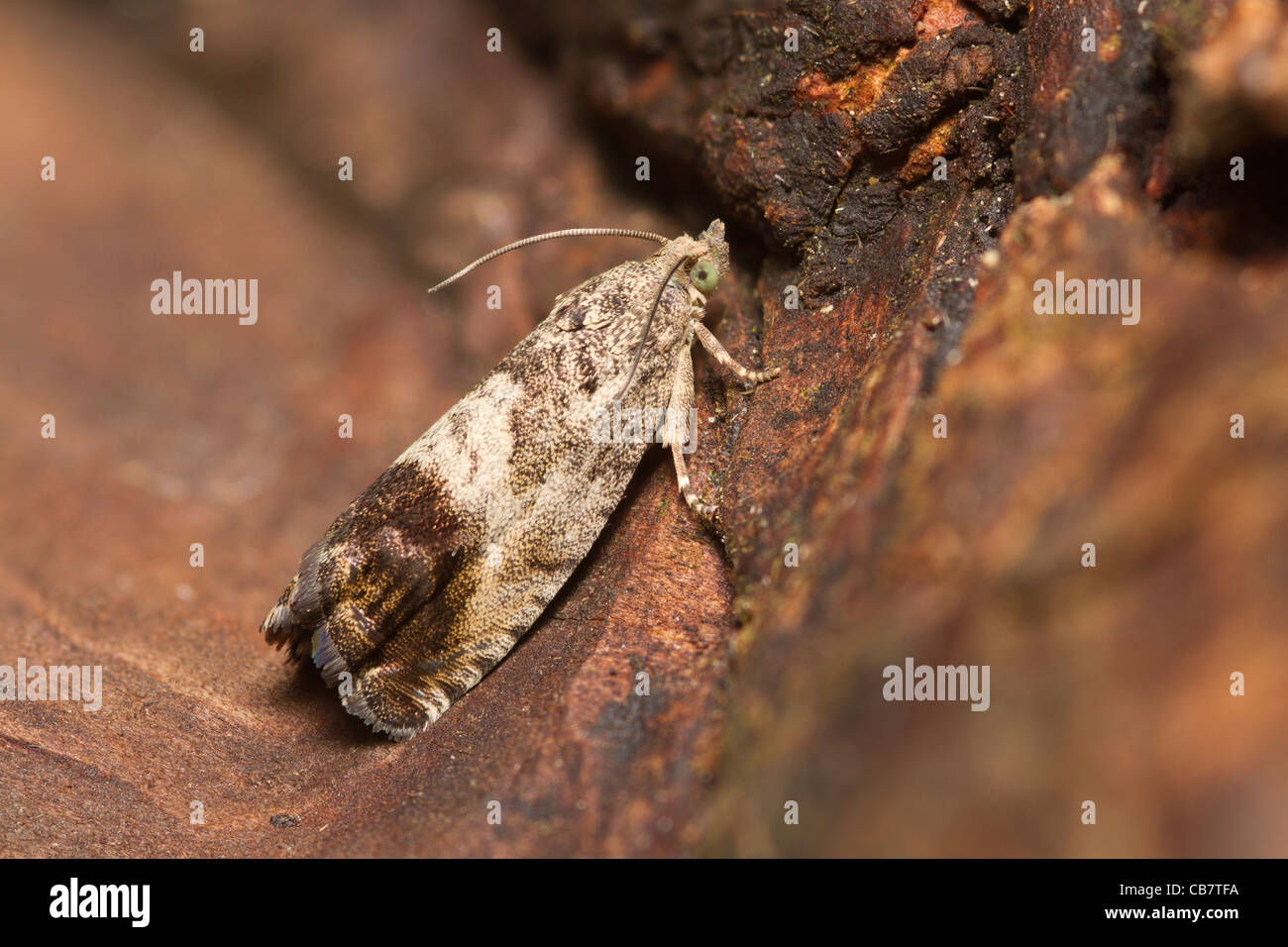 Cydia Splendana (Micro Moth) Foto Stock