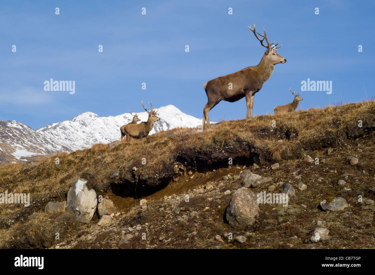 Il cervo (Cervus elaphus), quattro maschi o cervi a Glen Garry, in piedi su un moro al di sopra di una frana. Foto Stock