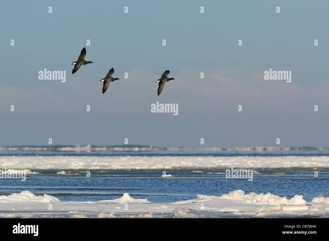 Brent Goose (Branta bernicla), tre battenti. Foto Stock