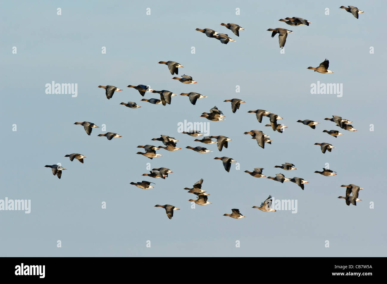 Pink footed Goose (Anser brachyrhynchus), Stormo di oche in volo Foto Stock