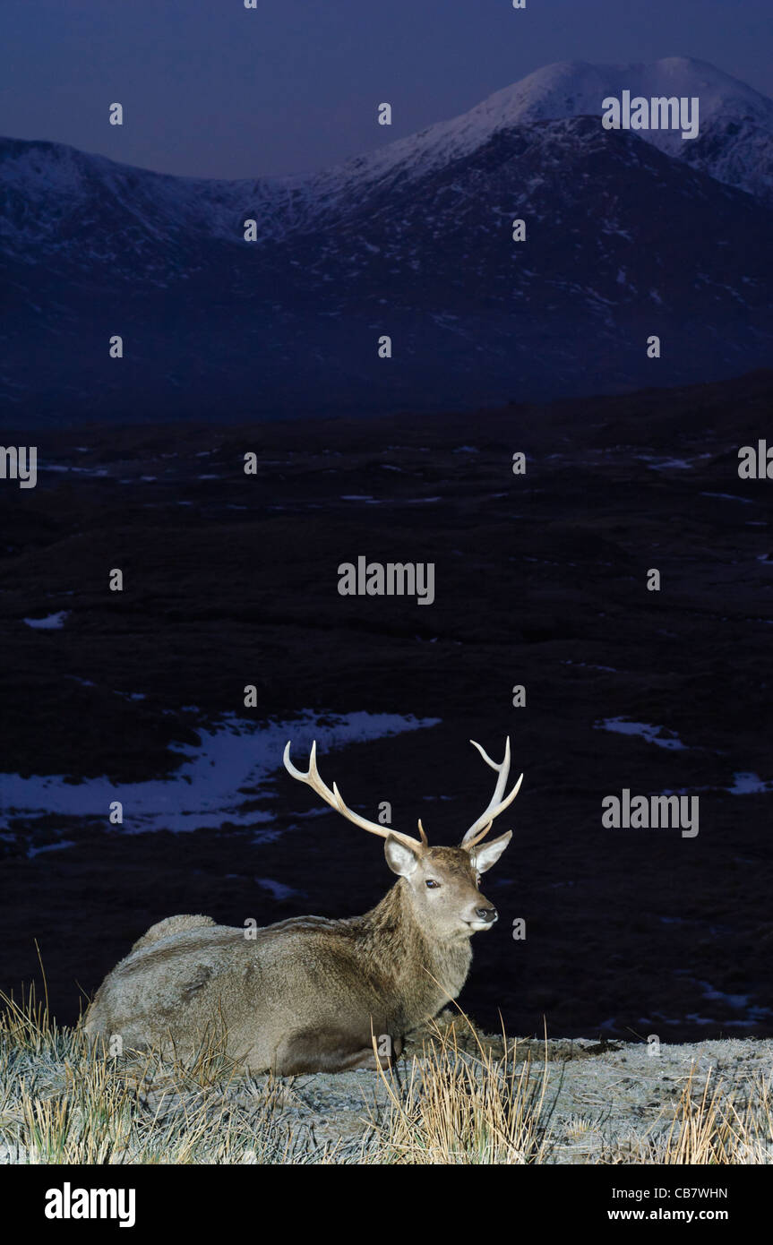 Red Deer stag nelle Highlands scozzesi, appoggiato in un paesaggio di luna di notte. Foto Stock