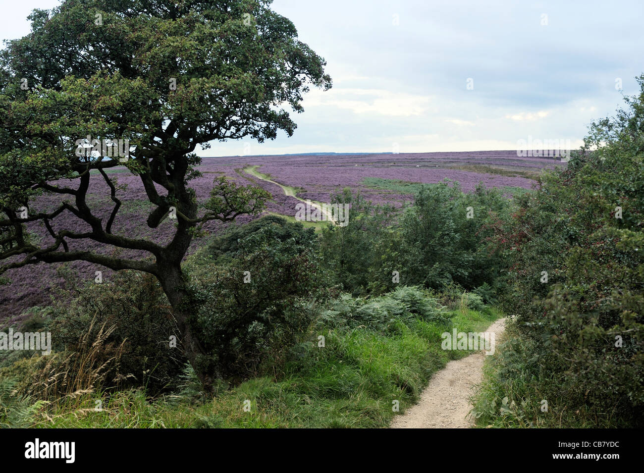 Il percorso conduce a nord fuori del foro di Horcum oltre heather coperto Goathland Moor in North York Moors National Park, Inghilterra Foto Stock