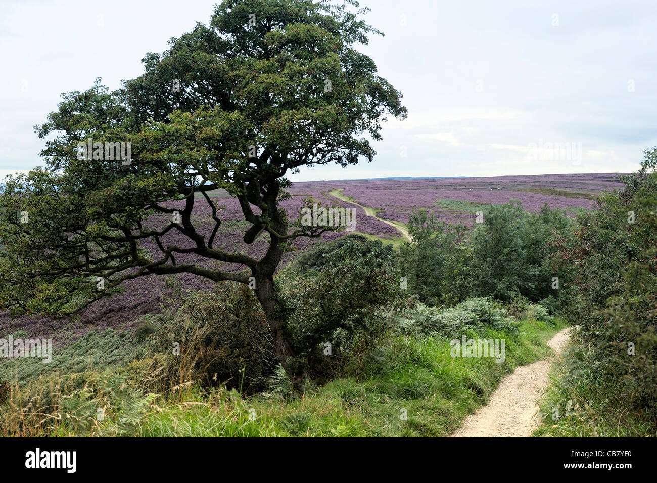 Il percorso conduce a nord fuori del foro di Horcum oltre heather coperto Goathland Moor in North York Moors National Park, Inghilterra Foto Stock