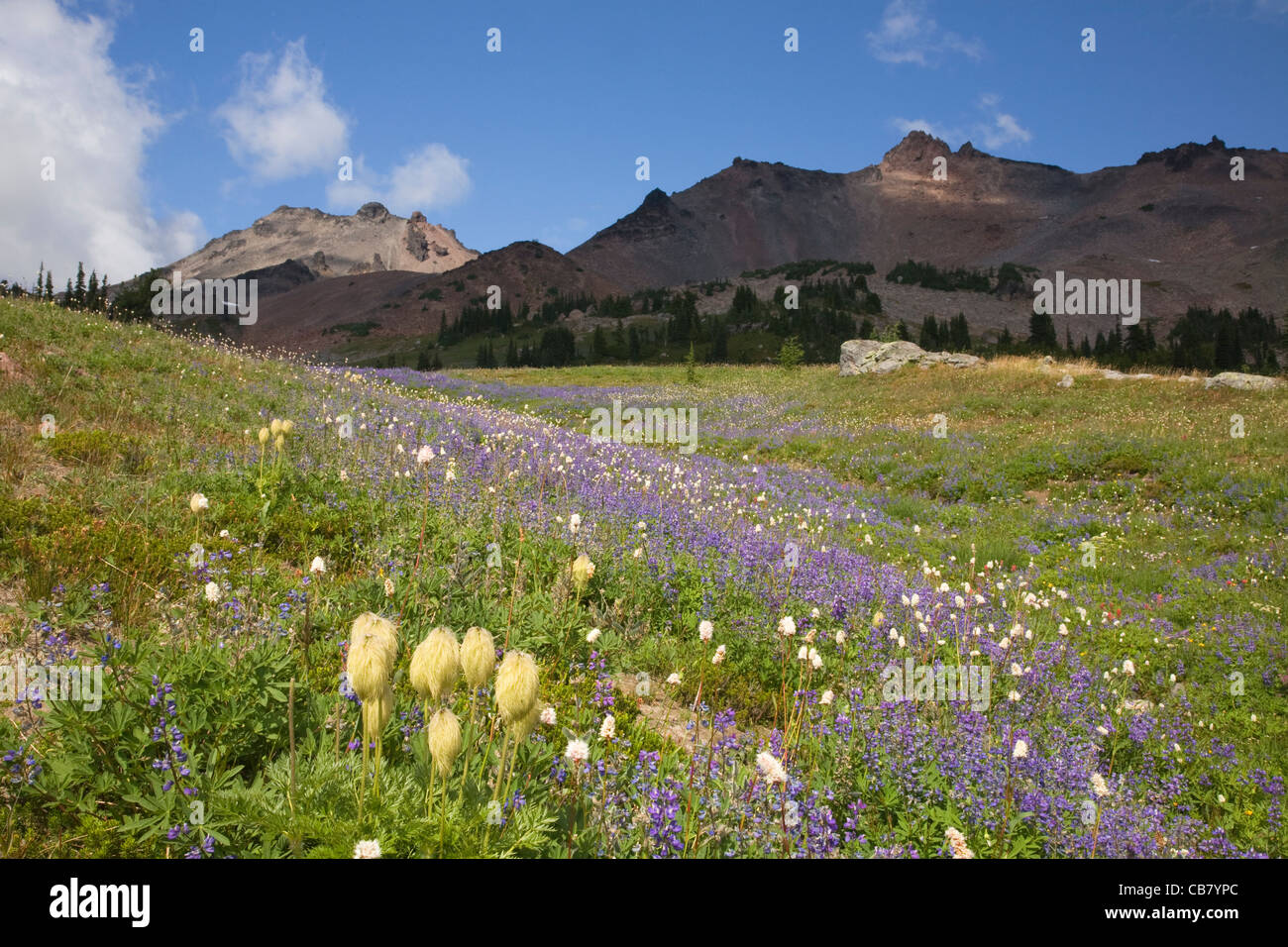 WASHINGTON - coperto di fiori selvaggi prato di Snowgrass appartamenti sottostanti Ives peak one della capra rocce nelle rocce di capra deserto. Foto Stock