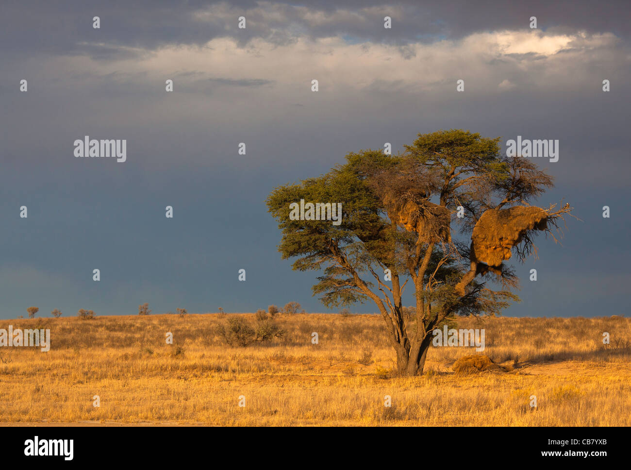 Albero con tessitore sociale nest Foto Stock