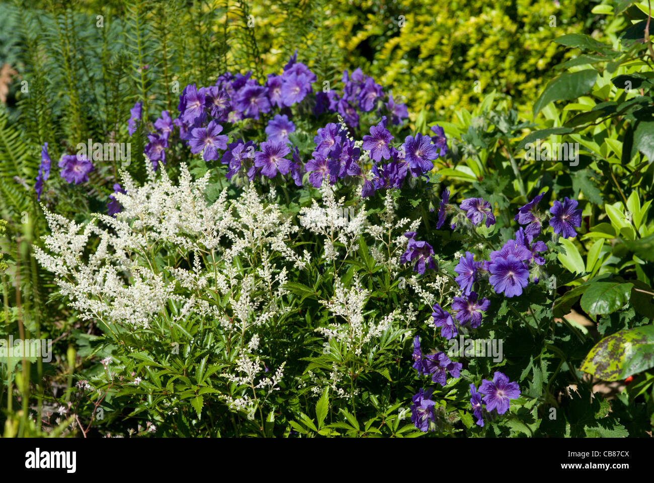 White feathery plumes di un astilbe contrasto con il blu scuro di un perenne "Johnson Blue' geranio Foto Stock