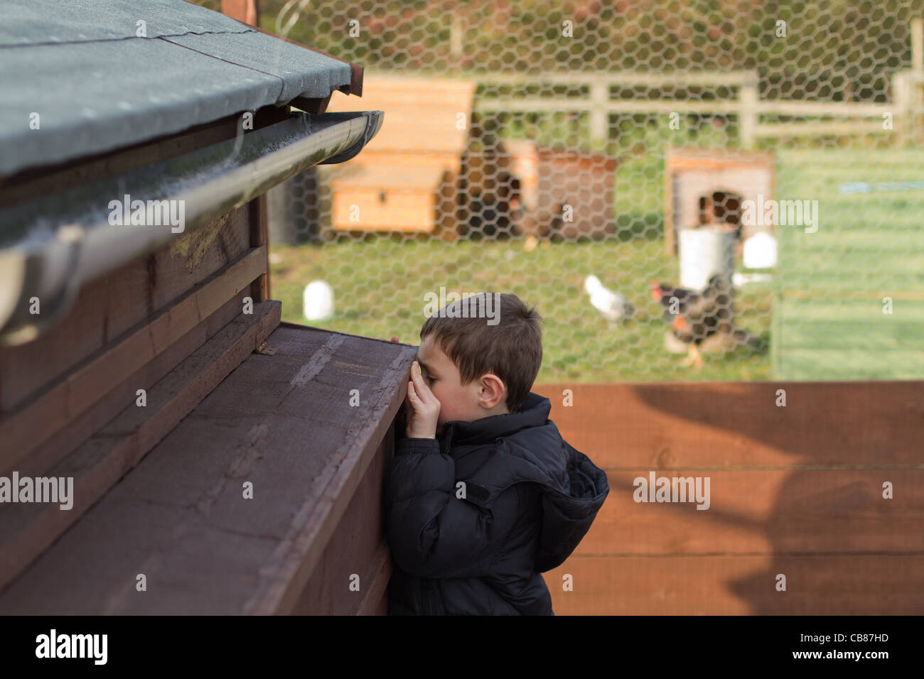 Piccolo Ragazzo il controllo per vedere se il suo polli hanno deposto le uova Foto Stock