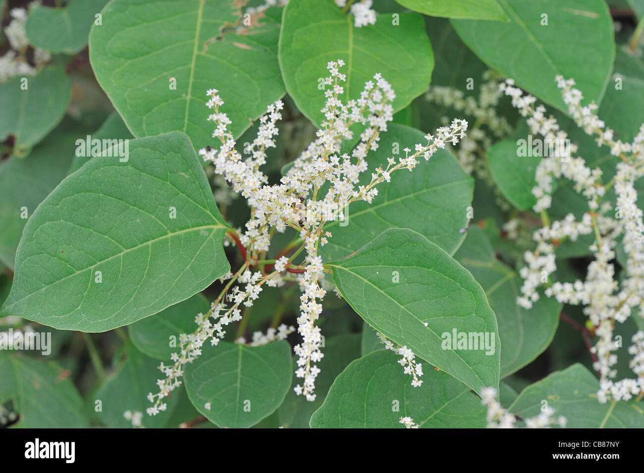 Knotweed giapponese (Fallopia japonica - Polygonum cuspidatum) specie invasive Fioritura in estate Foto Stock