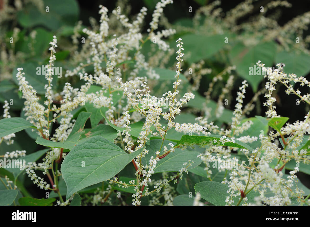 Knotweed giapponese (Fallopia japonica - Polygonum cuspidatum) specie invasive Fioritura in estate Foto Stock