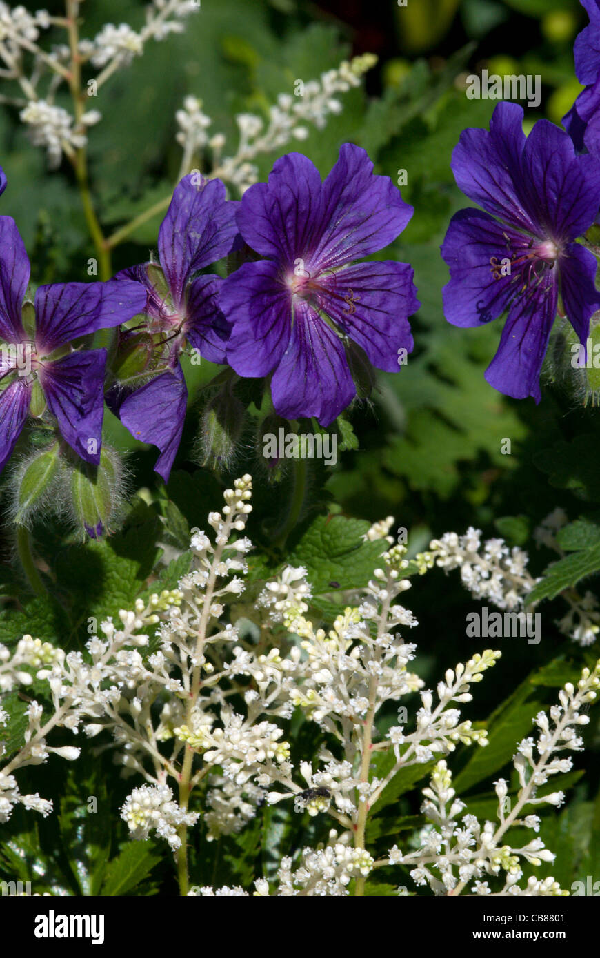 Il blu scuro dei fiori di 'Johnson Blue' geranio contrastano con il bianco feathery plumes di un astilbe Foto Stock