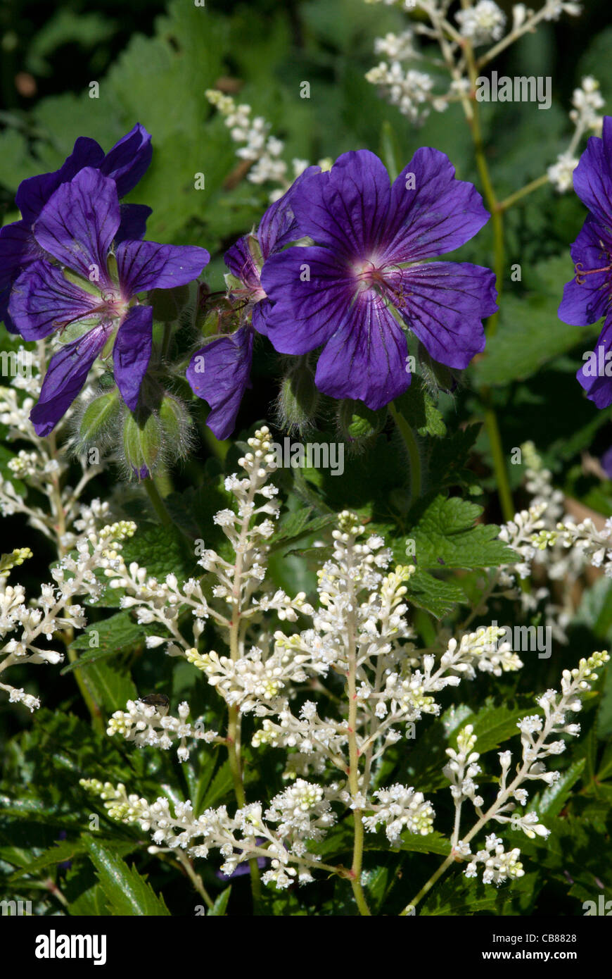Il blu scuro dei fiori di 'Johnson Blue' geranio contrastano con il bianco feathery plumes di un astilbe Foto Stock