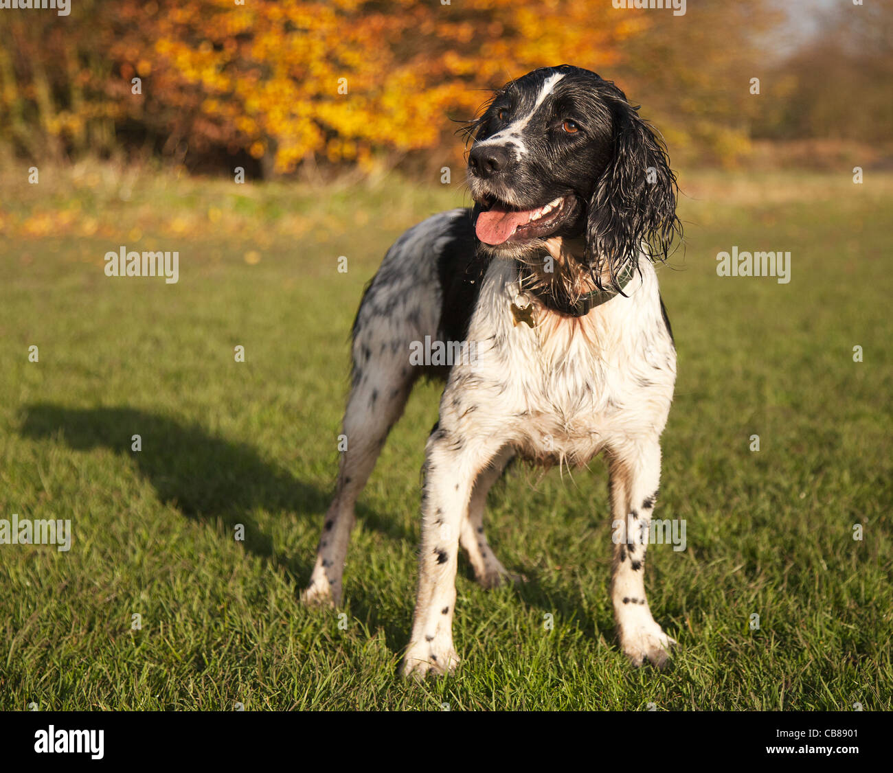 In piedi in bianco e nero springer spaniel cane Foto Stock