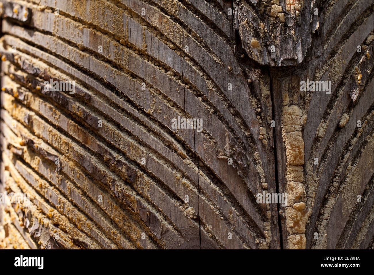 Estrazione di resina sul vecchio albero Foto Stock