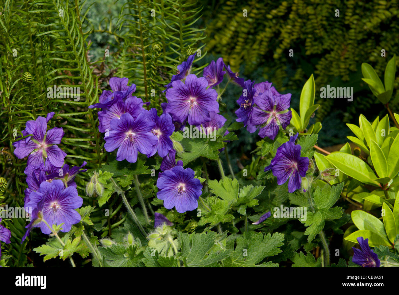 Il blu scuro dei fiori di 'Johnson Blue' geranio spiccano tra il verde delle foglie di felci e Lady del mantello Foto Stock