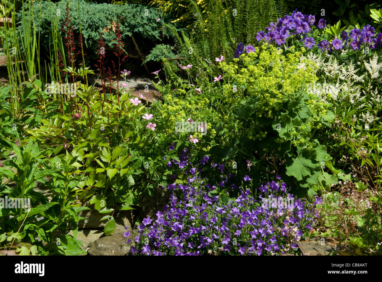 Piante erbacee perenni in un cottage giardino rendono una tarda estate del display Foto Stock