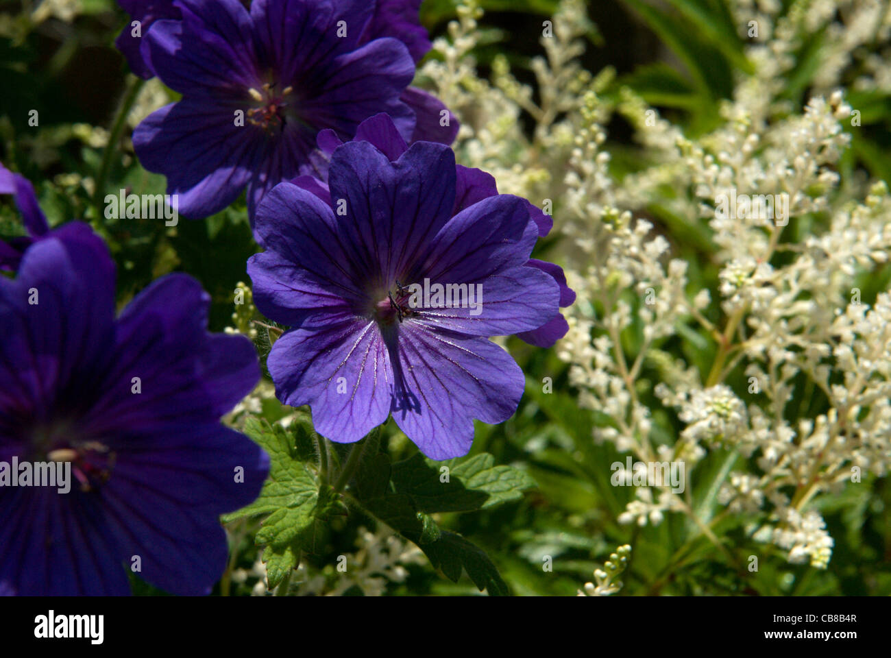 Il blu scuro dei fiori di 'Johnson Blue' geranio contrastano con il bianco feathery plumes di un astilbe Foto Stock