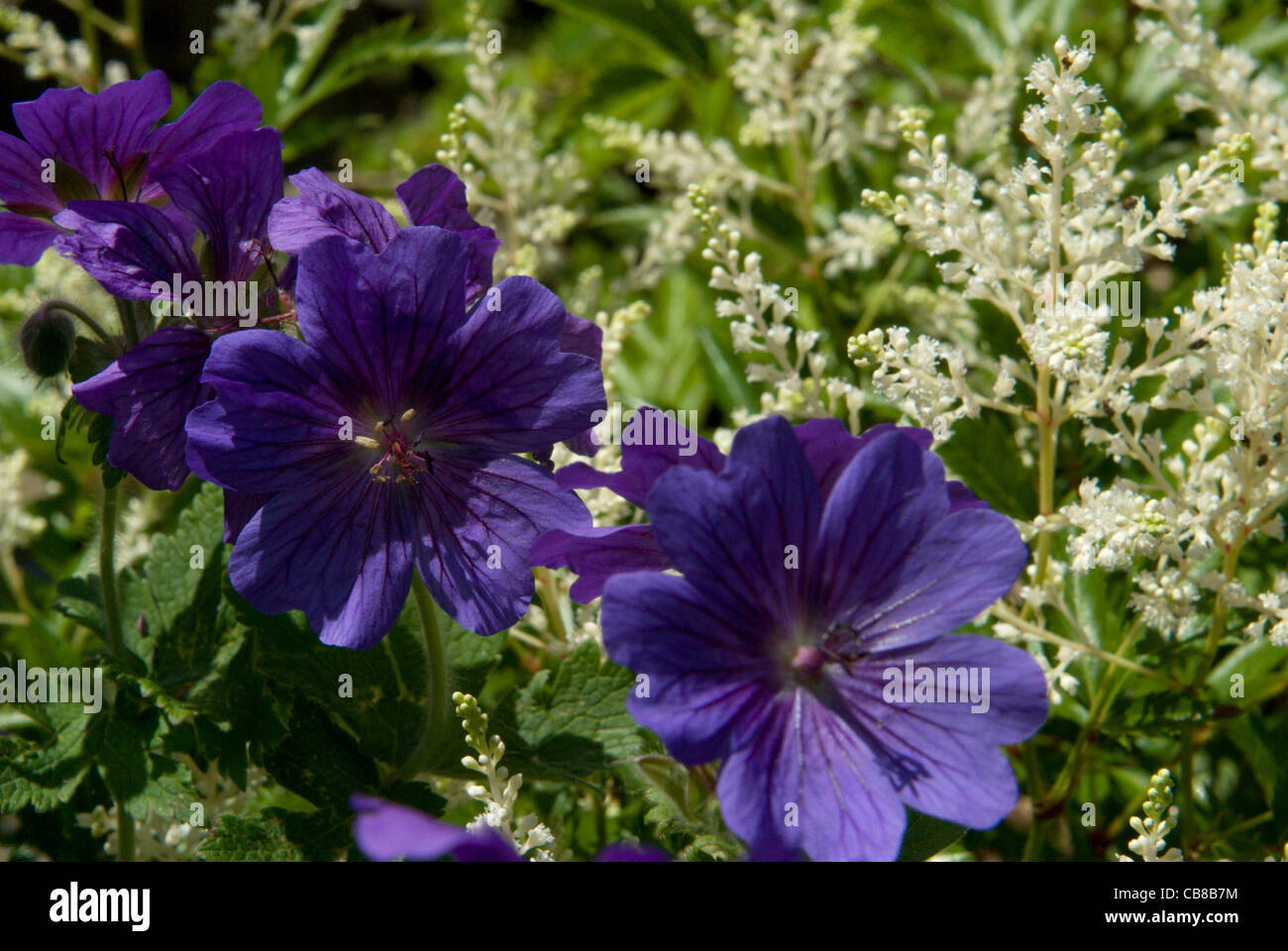 Il blu scuro dei fiori di 'Johnson Blue' geranio contrastano con il bianco feathery plumes di un astilbe Foto Stock