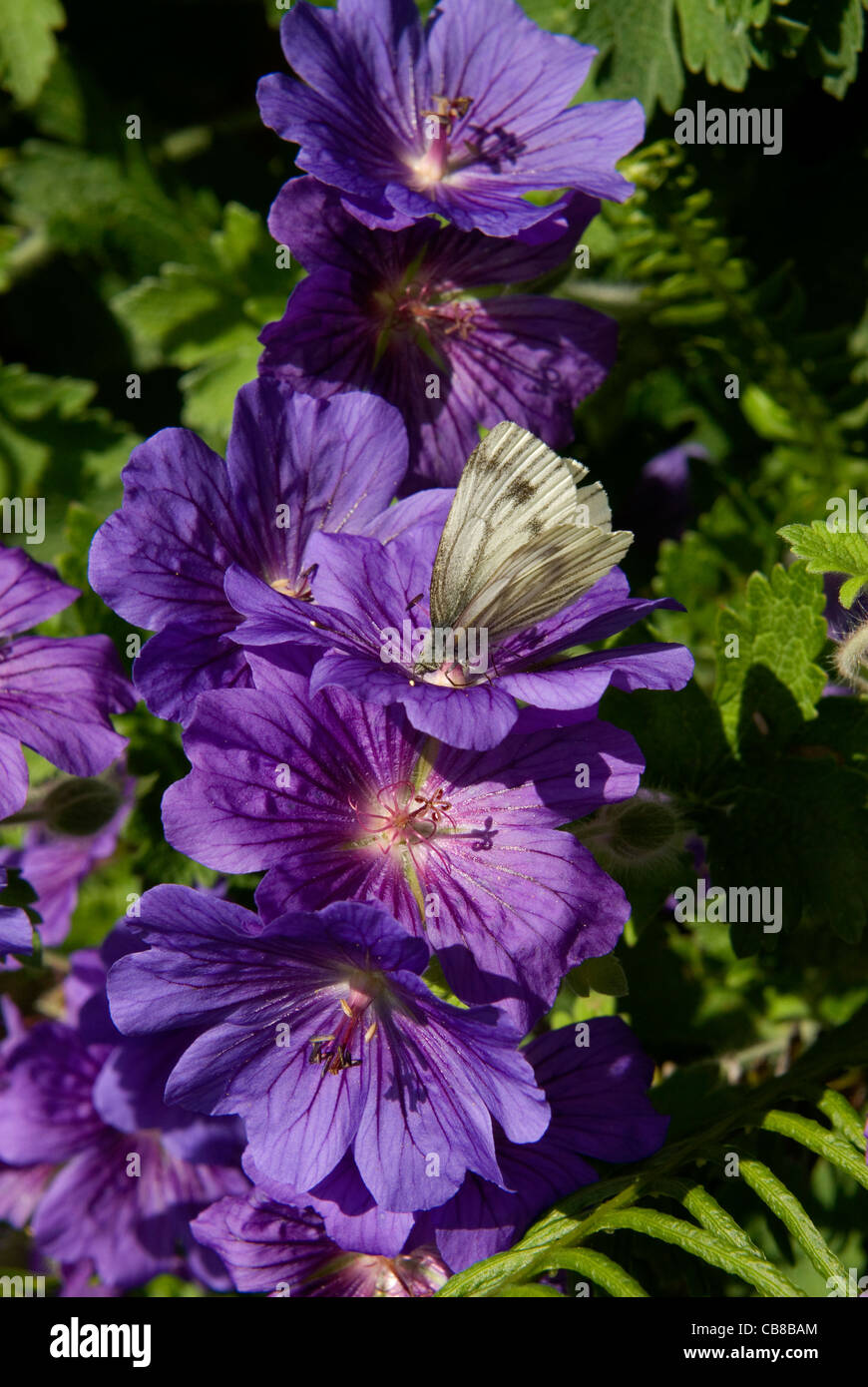 Un verde-bianco venato feed di farfalla sul suggestivo blu scuro dei fiori di 'Johnson Blue' geranio Foto Stock
