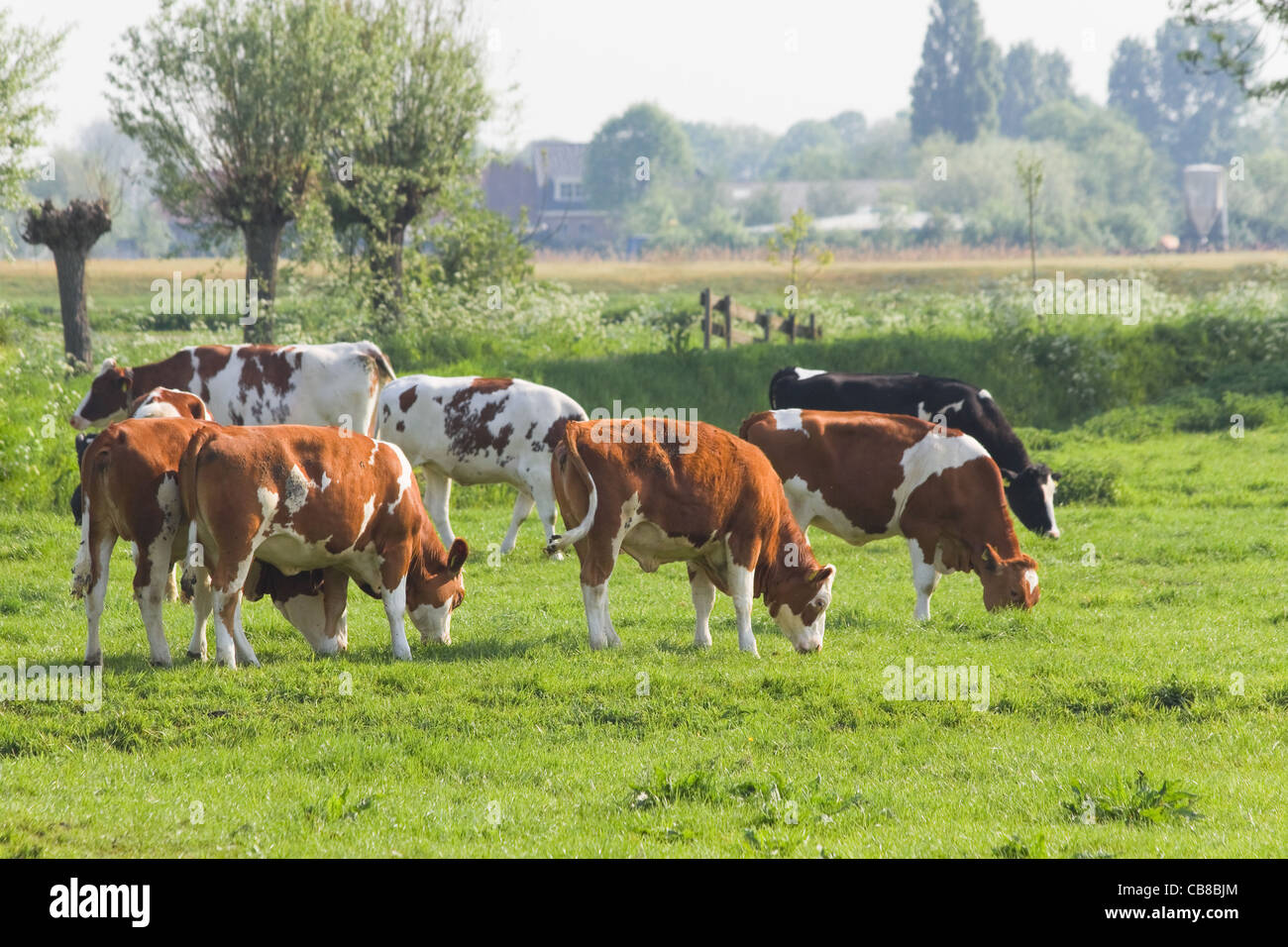 Le mucche al pascolo nel paesaggio dei polder Olandesi in primavera Foto Stock