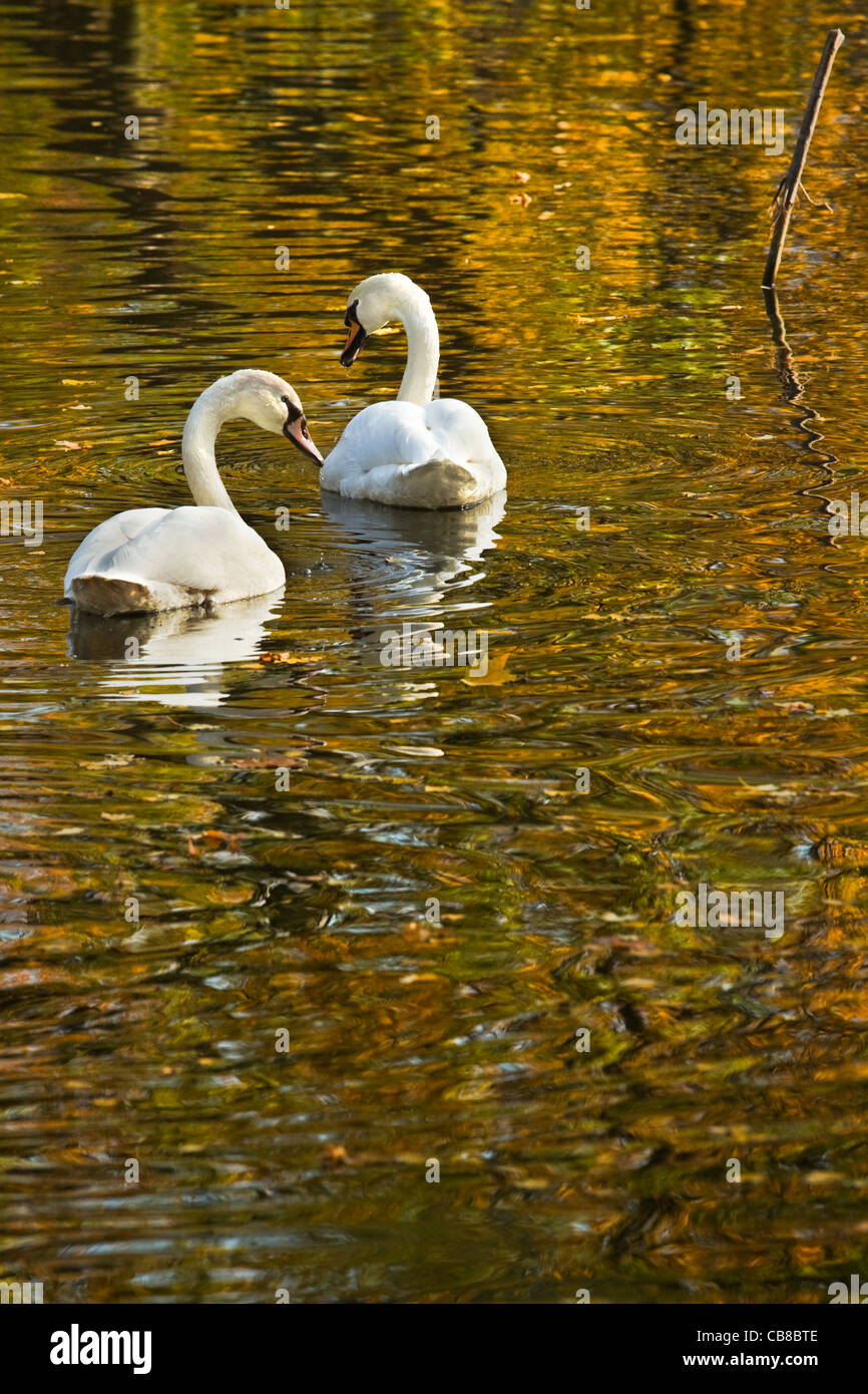 White cigni nuotare nella riflessione colorati di alberi di autunno Foto Stock