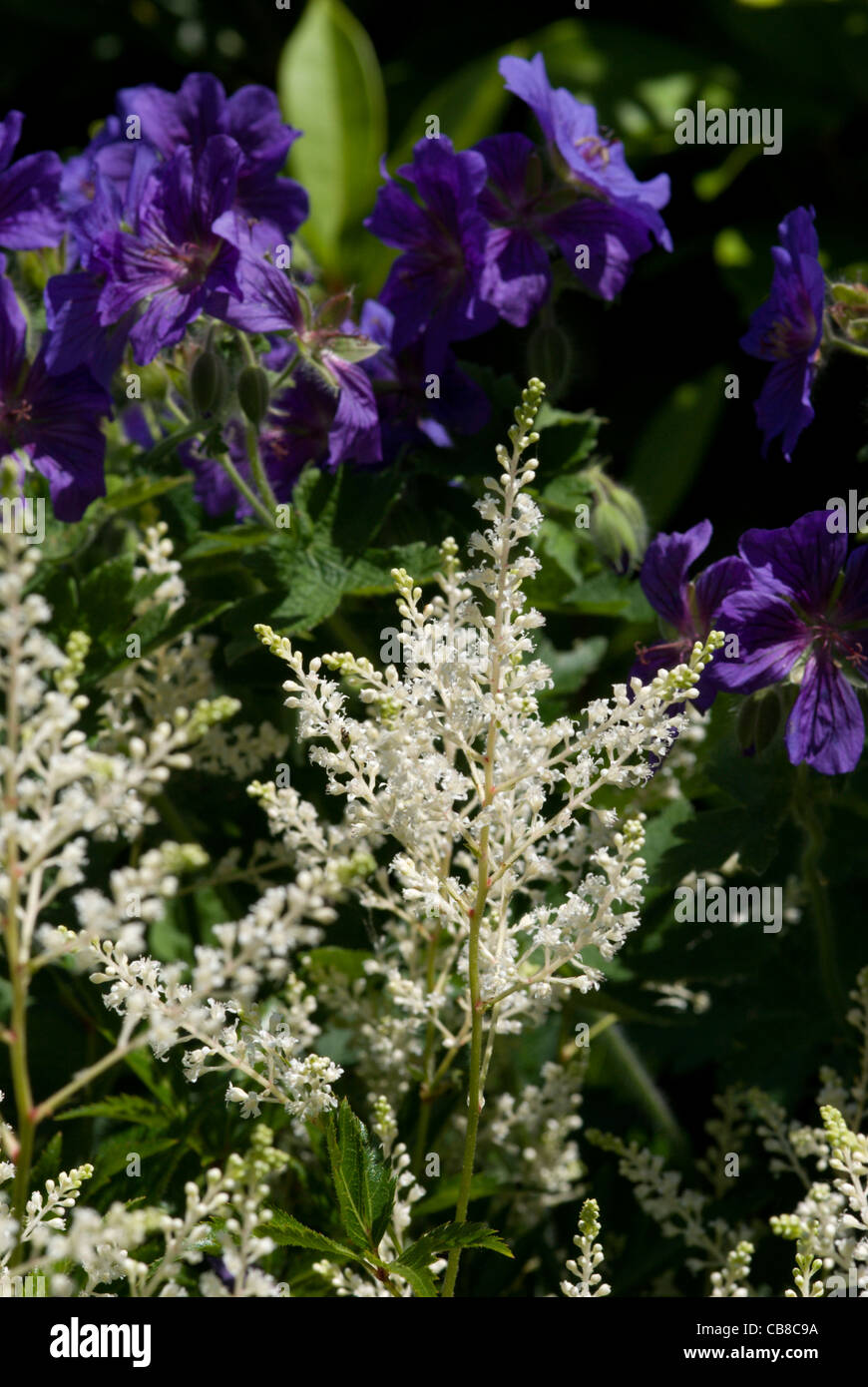 White feathery plumes di un astilbe contrasto con il blu scuro di un perenne "Johnson Blue' geranio Foto Stock