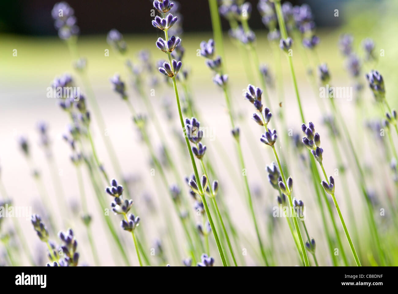 Immagine inusuale del pungenti gli steli dei fiori della pianta di lavanda Foto Stock