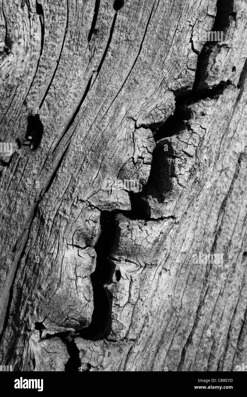 In bianco e nero di sdoppiamento incrinato in legno di pino texture di sfondo Foto Stock