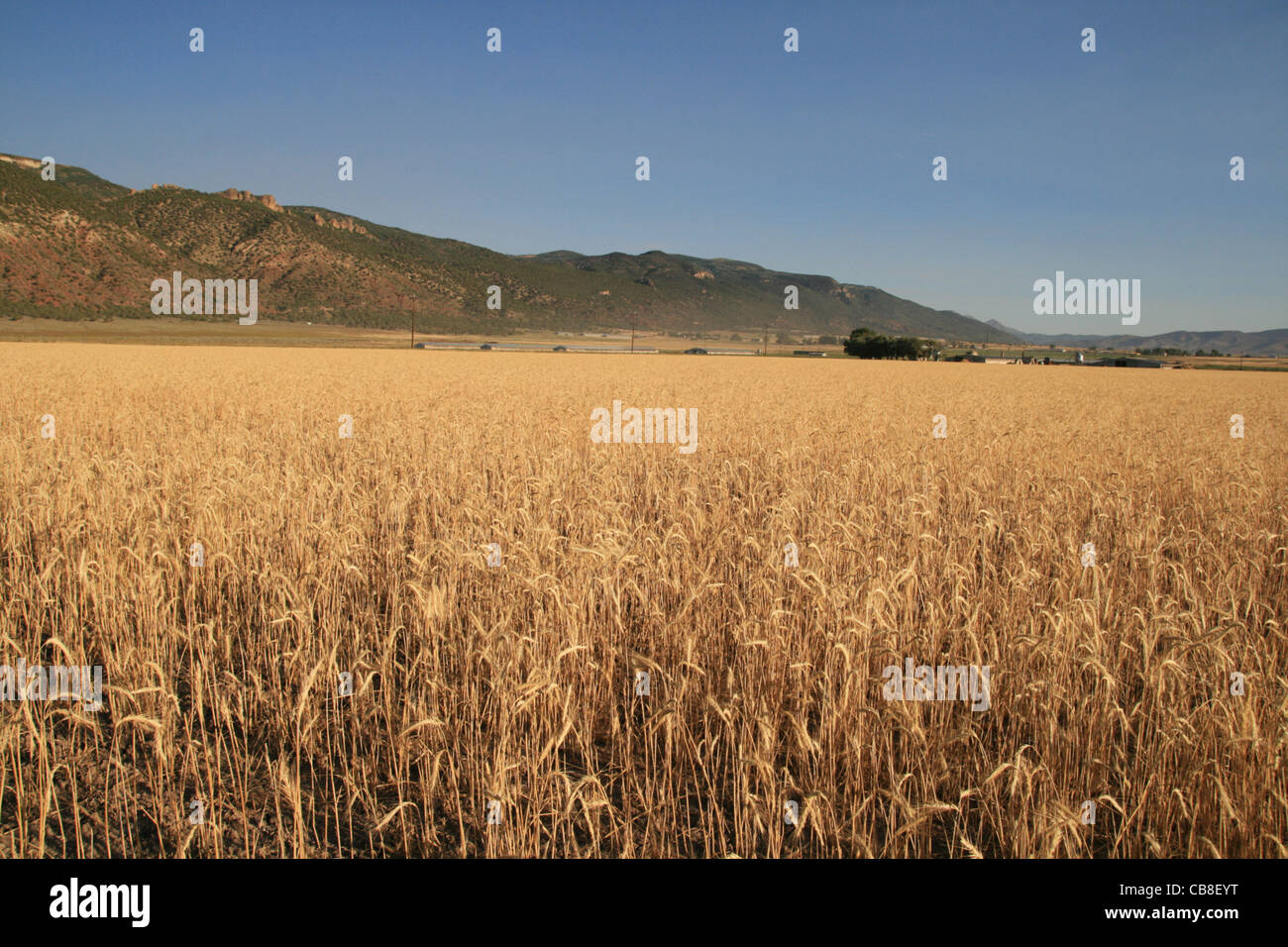 Golden Grain campo con la luce del mattino e monti all'orizzonte Foto Stock