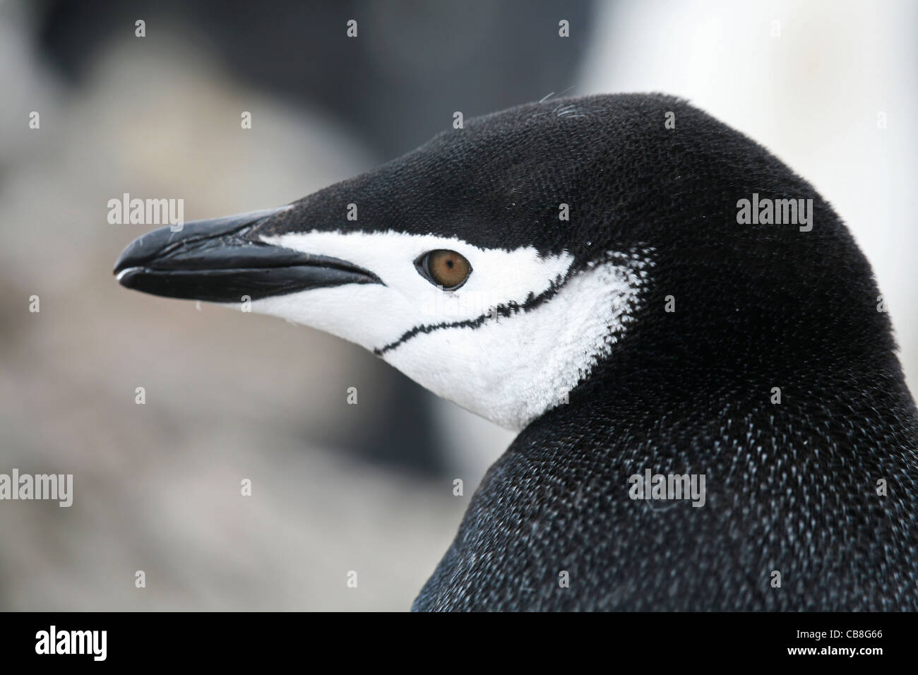 Pinguini Chinstrap (Pygoscelis antarcticus) close-up, Barrientos isola, a sud le isole Shetland, Antartide Foto Stock