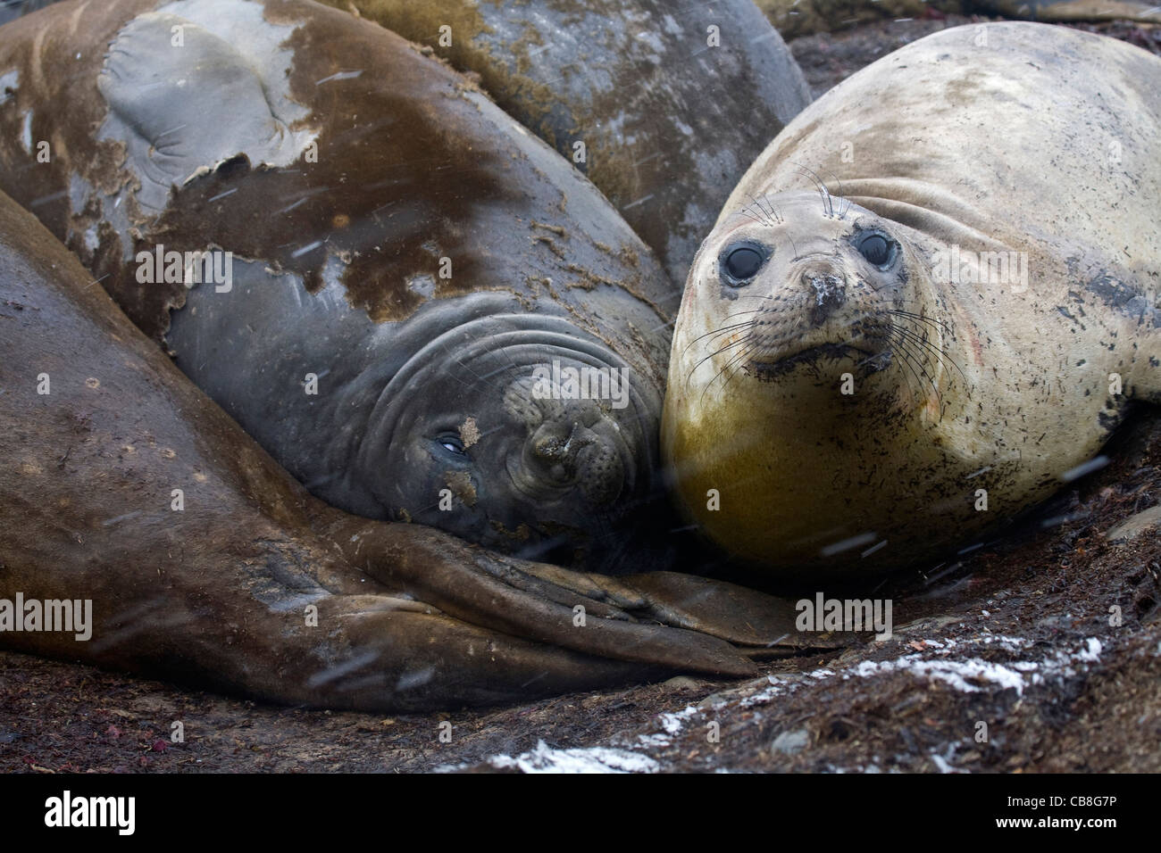 Elefante meridionale guarnizioni (Mirounga leonina) appoggiato sulla spiaggia rocciosa su Barrientos isola, a sud le isole Shetland, Antartide Foto Stock