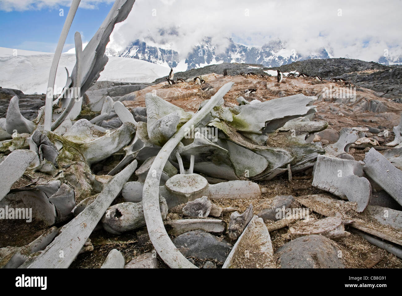 Le ossa di balena, vertebre e pinguini di Gentoo (Pygoscelis papua) a colonia di pinguini al punto Jougla; Palmer arcipelago, Antartide Foto Stock