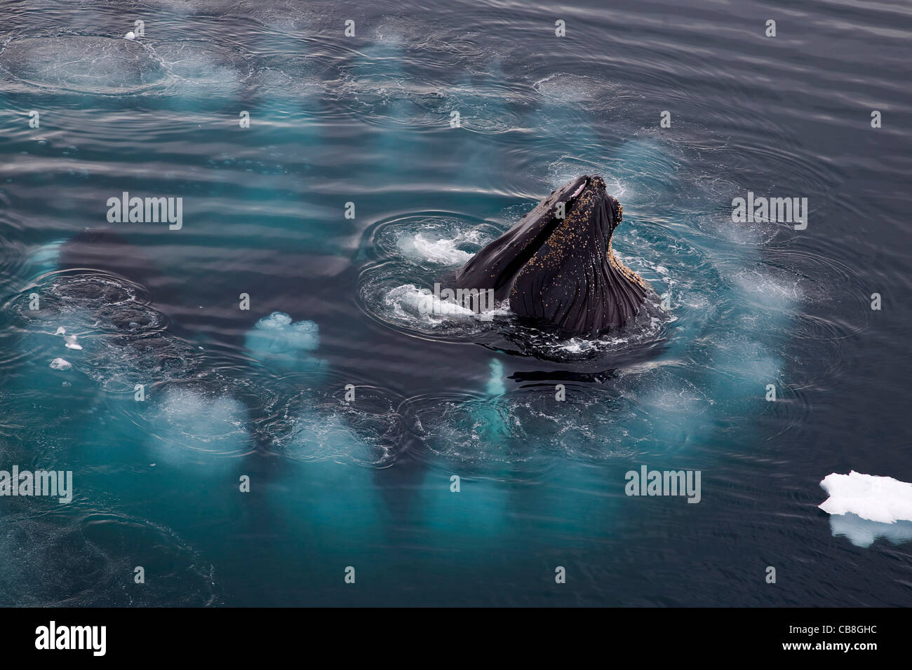 Le balene con la gobba (Megaptera novaeangliae) bolla alimentazione rete soffiando anello di bolle di aria in corrispondenza di Wilhelmina Bay, Antartide Foto Stock