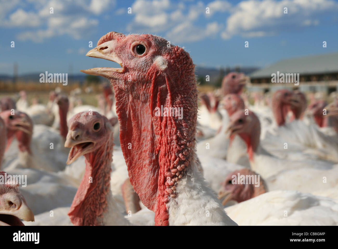 Basso angolo di visione della testa di turchia circondato da altri in una fattoria della Turchia Foto Stock