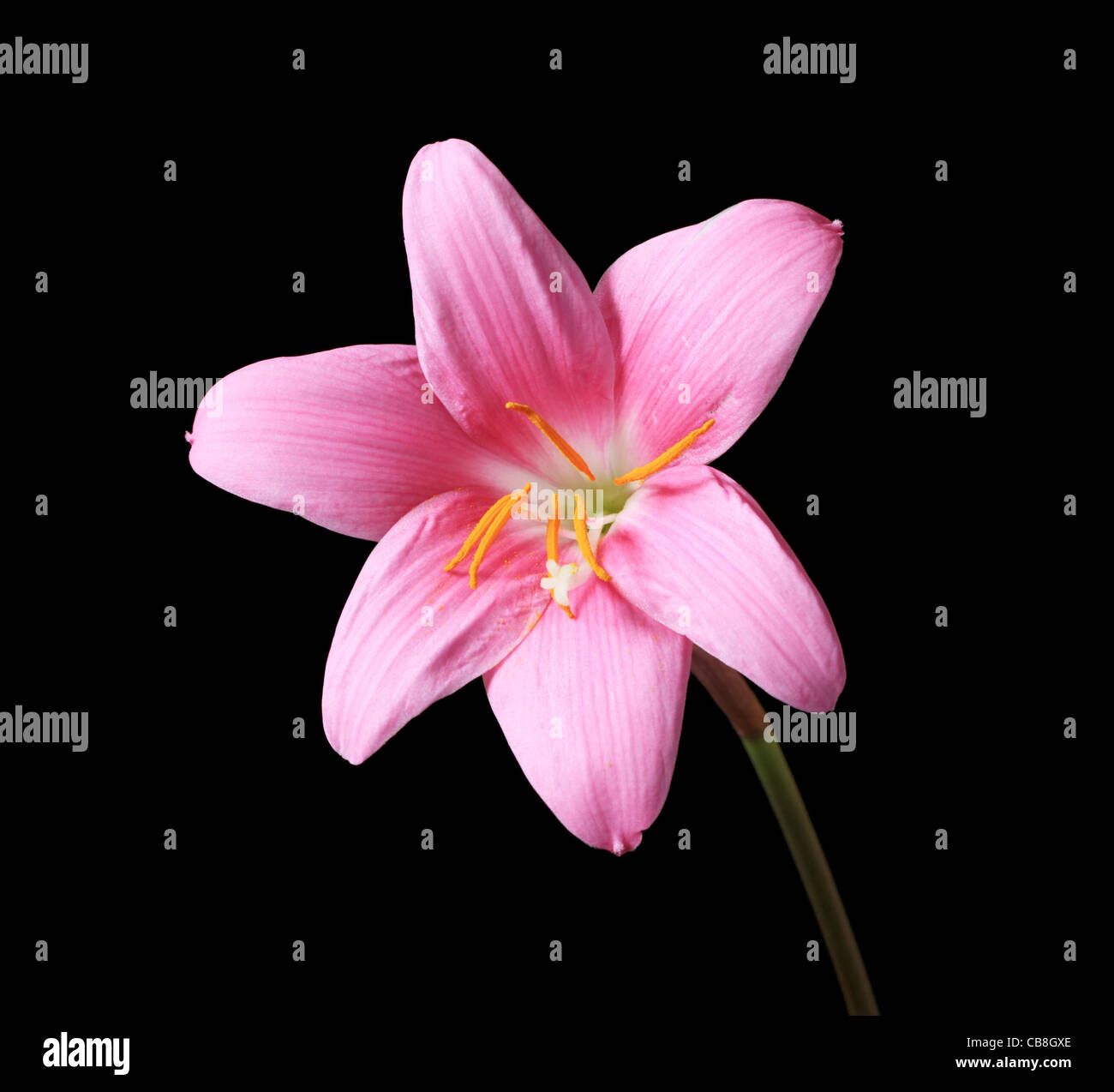 Rosa giglio di pioggia (Zephyranthes) Fiore con sfondo scuro Foto Stock