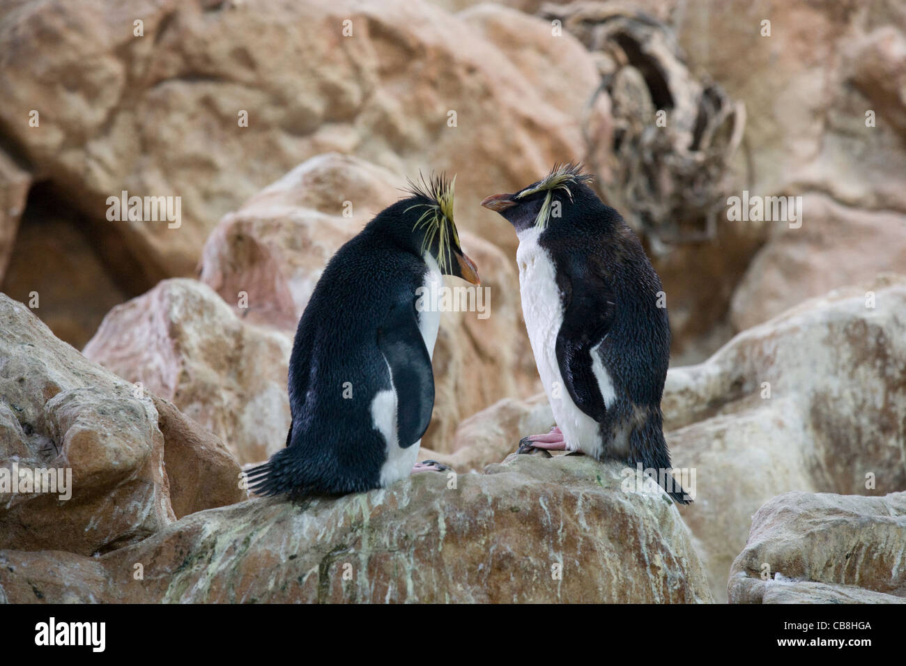 Cape Town: V&A Waterfront - Two Oceans Aquarium / rock-tramoggia pinguini Foto Stock