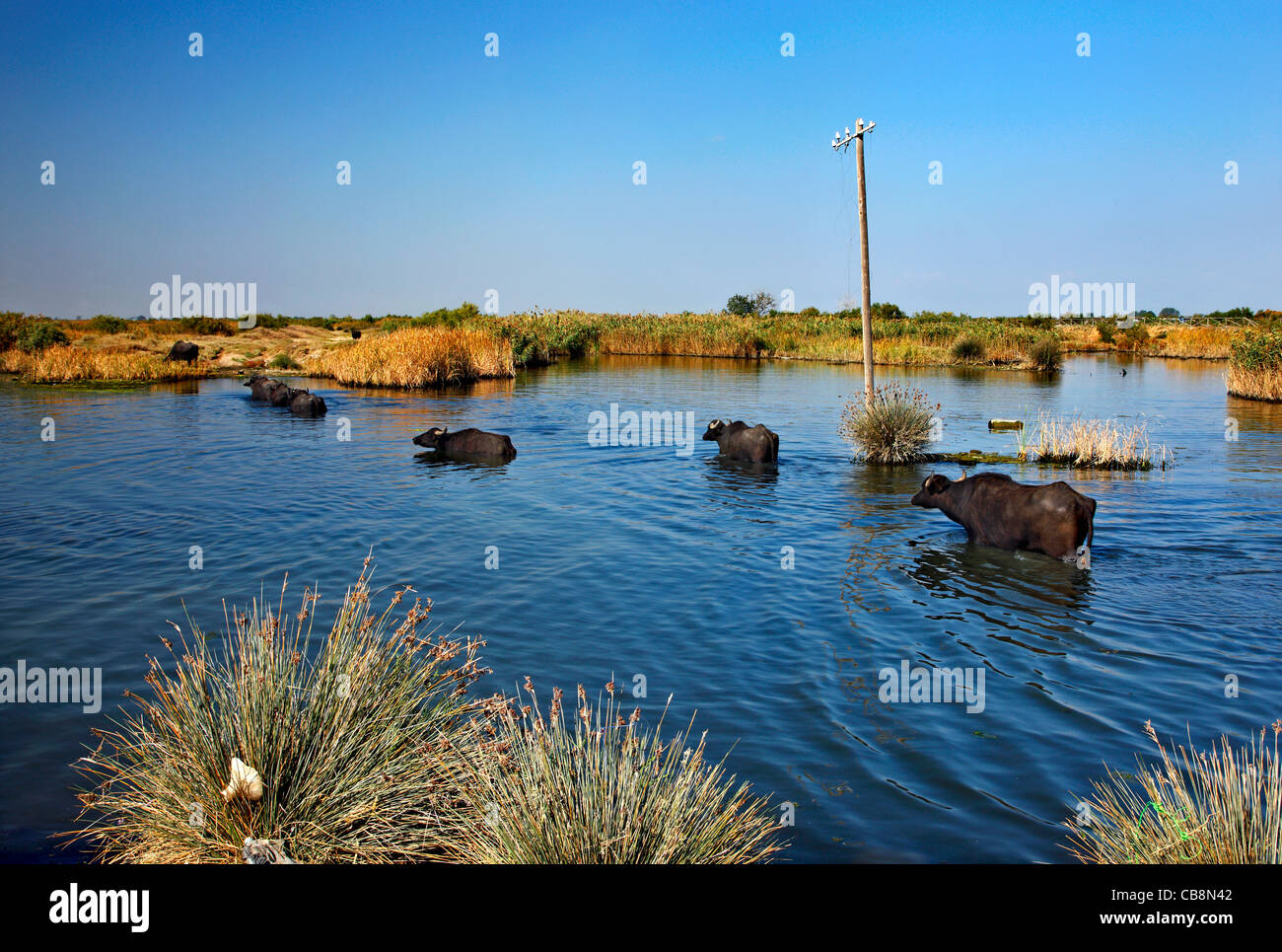 Buffaloes Varcando il fiume Gallikos, vicino al suo delta (estuario), vicino a Salonicco, Macedonia, Grecia Foto Stock