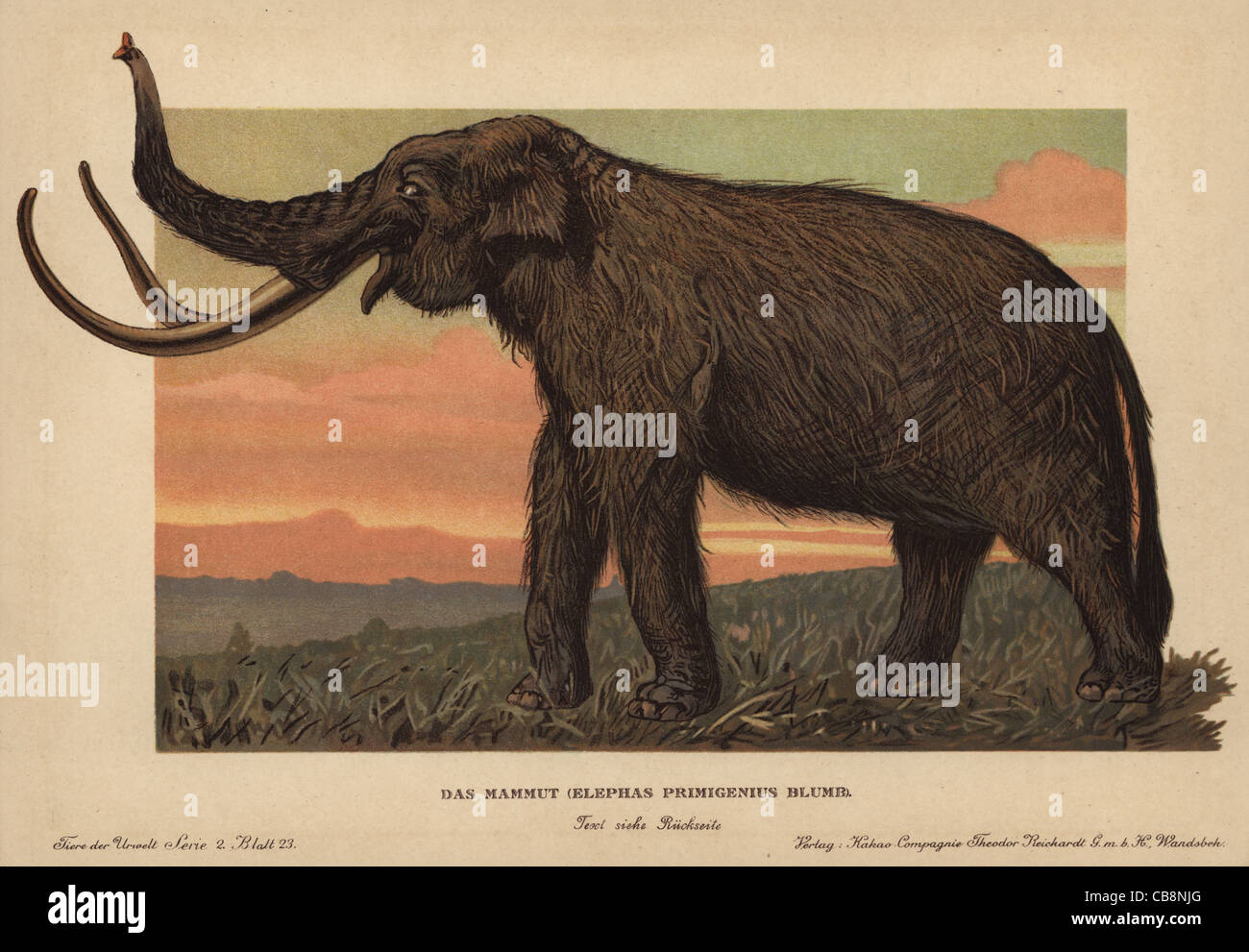 Mammut lanosi, Mammuthus primigenius. Foto Stock
