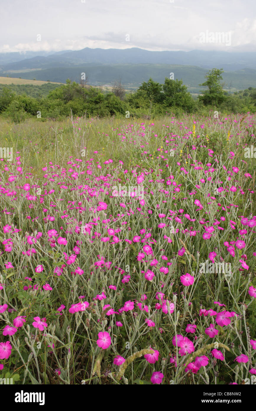 Scenario estivo con la fioritura della Rosa selvatica campion (Lychnis coronaria, Caryophyllaceae, Mullein rosa). Besapari colline, Bulgaria Foto Stock