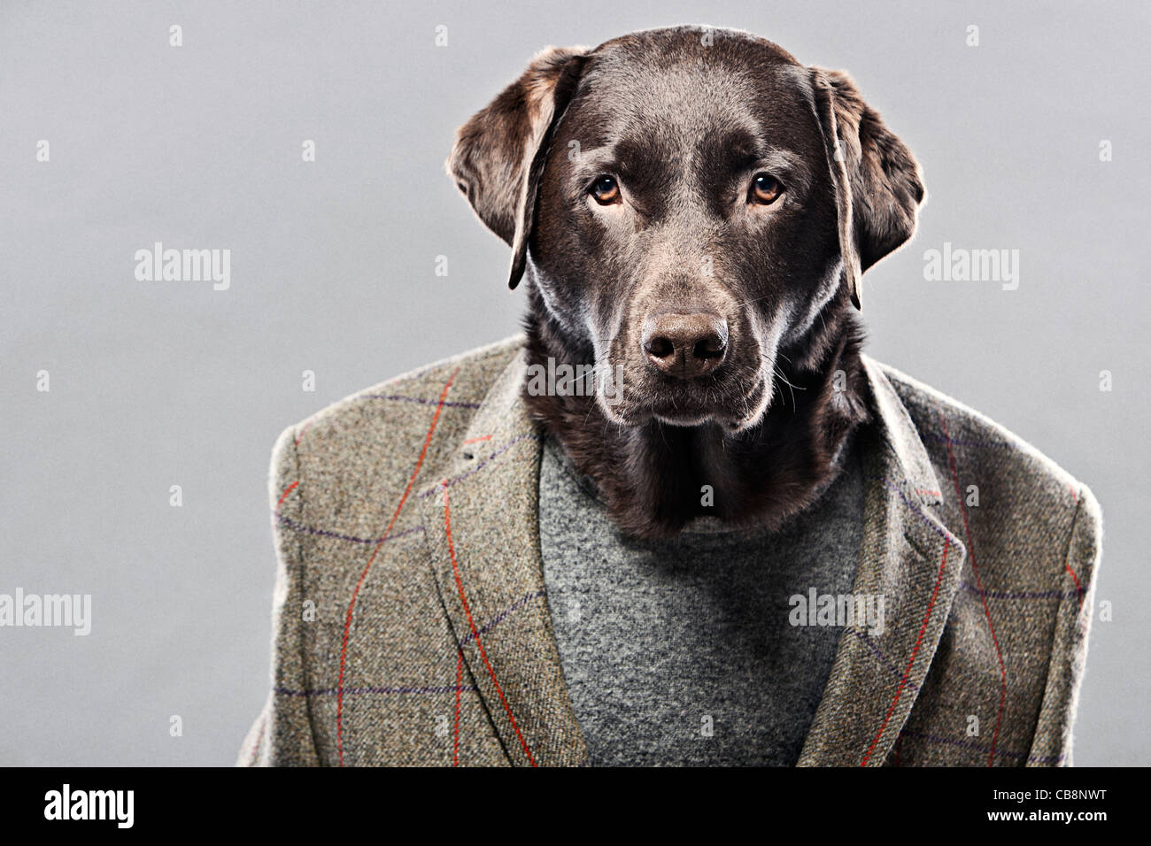 Il cioccolato Labrador in giacca da caccia Foto Stock
