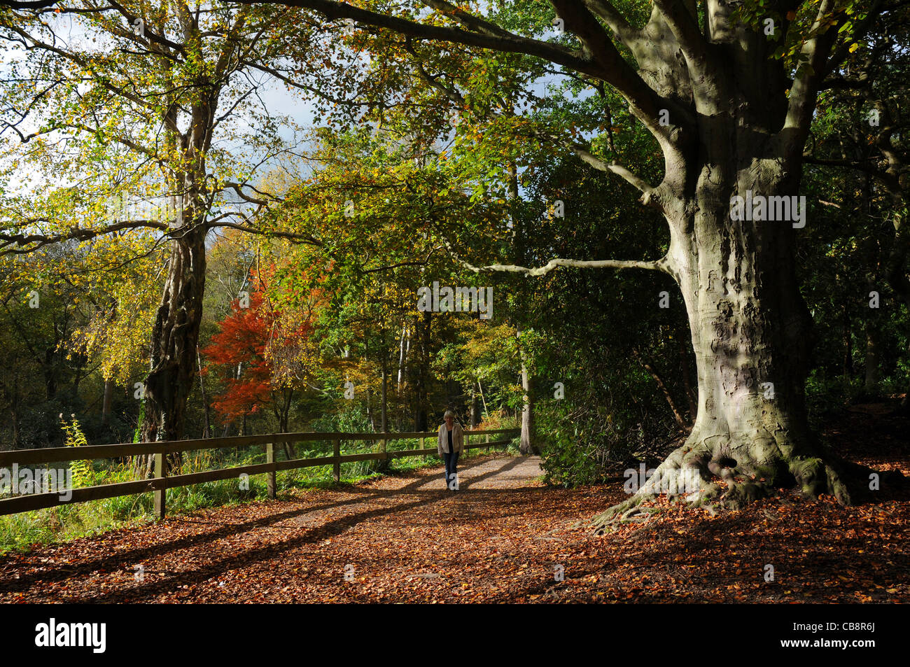 I colori autunnali a Holly Hill vicino a Fareham, HAMPSHIRE Foto Stock