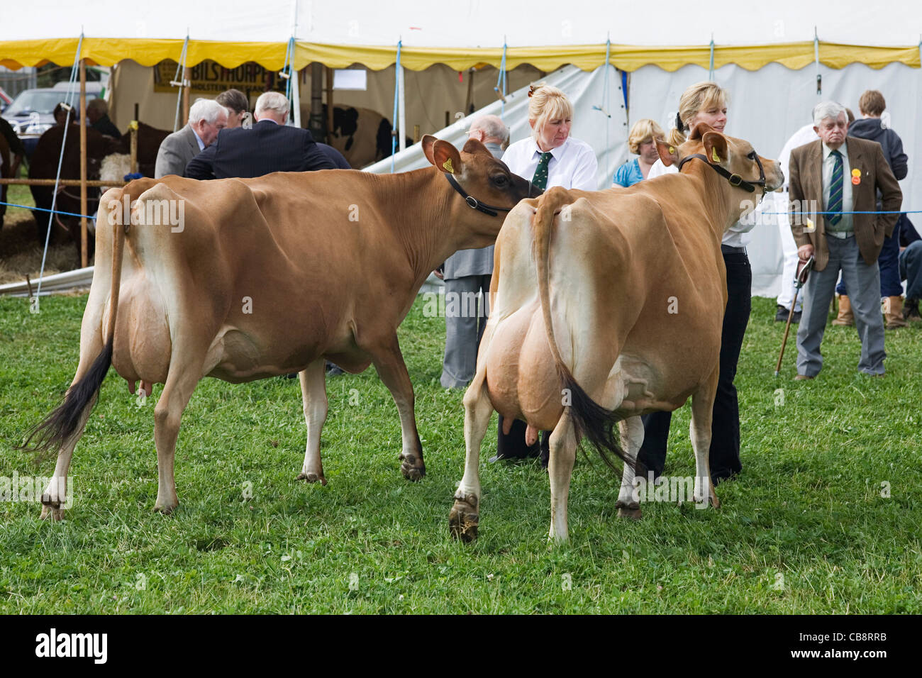 Mungere le mucche a spettacolo agricolo, Nottinghamshire, Regno Unito Foto Stock