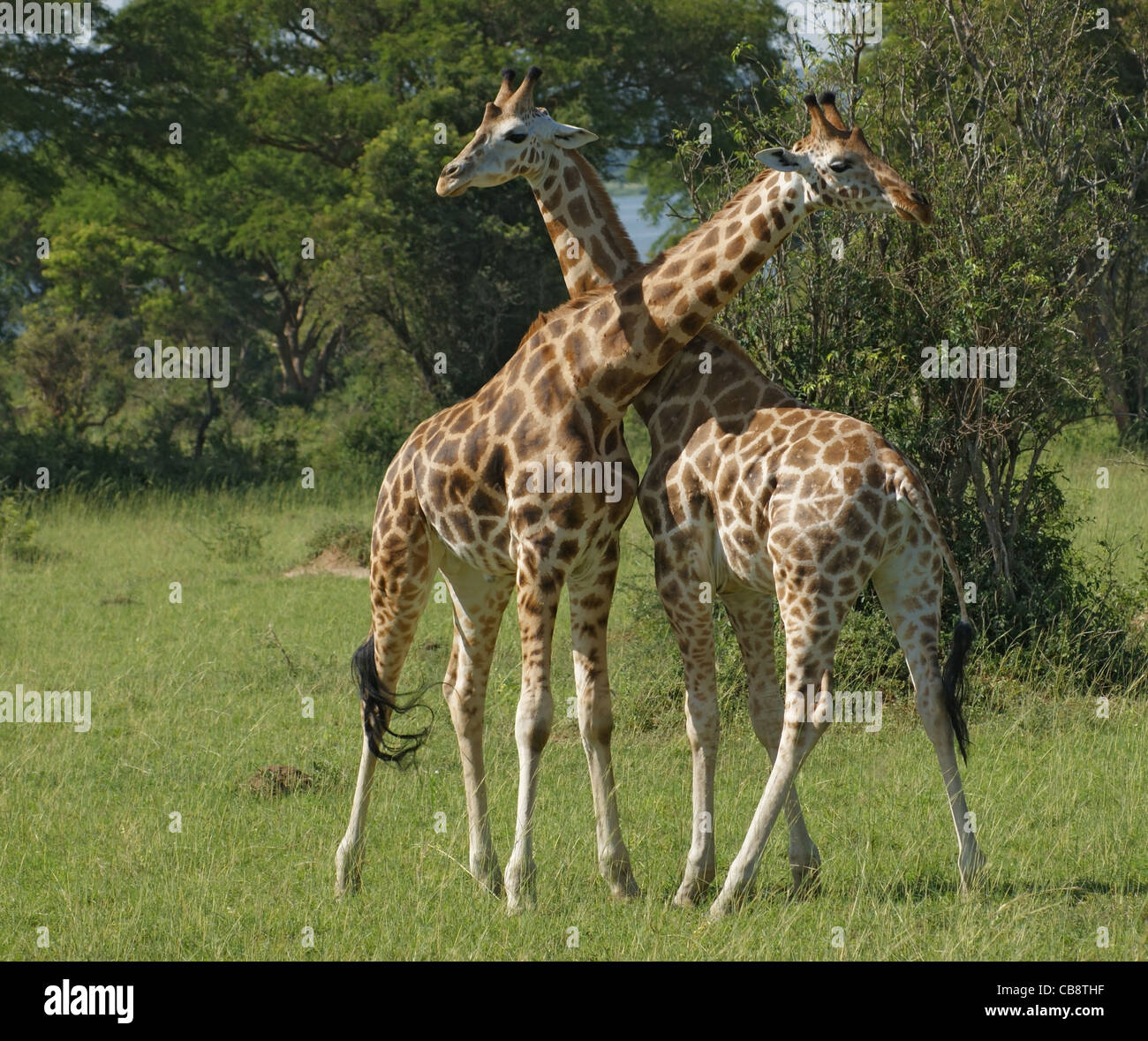 Due Rothschild Giraffe combattimenti in Uganda (Africa) Foto Stock