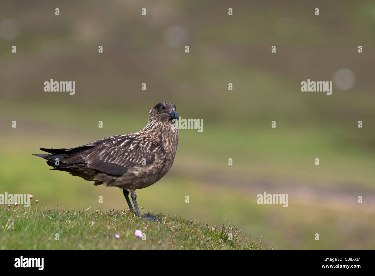 Grande Skua, Bonxie, Shetland, Catharacta skua, Skua, adulto, Shetland Foto Stock