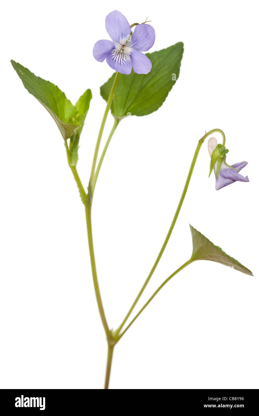 Fiore Viola Viola odorata su sfondo bianco Foto Stock