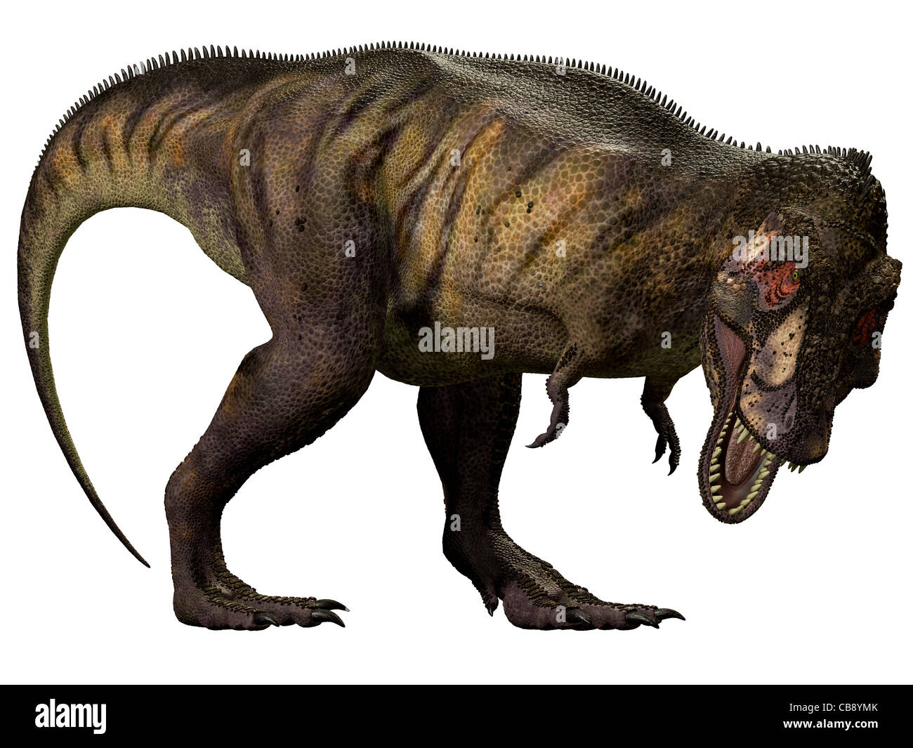 Tyrannosaurus Rex o T Rex Foto Stock