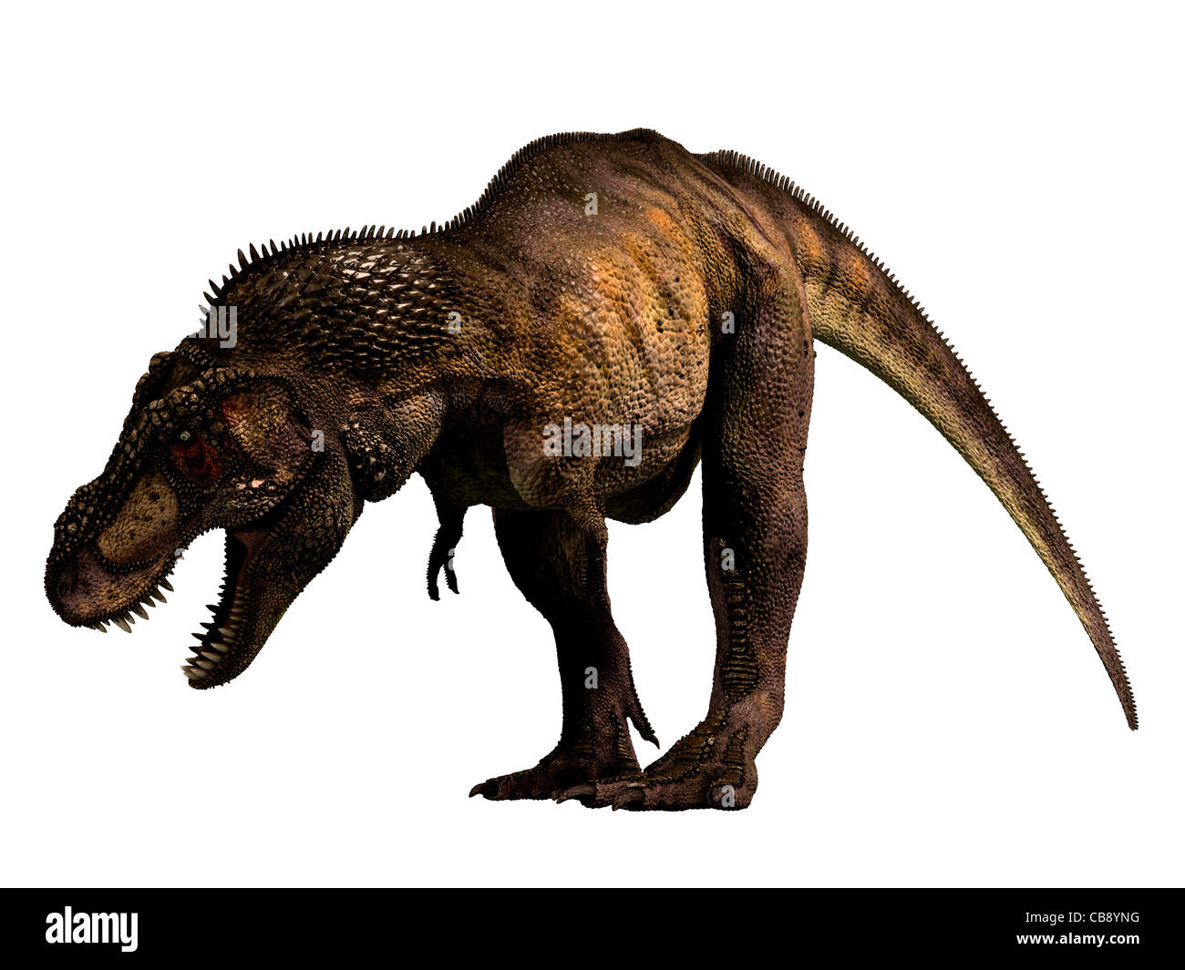 Tyrannosaurus Rex o T Rex Foto Stock
