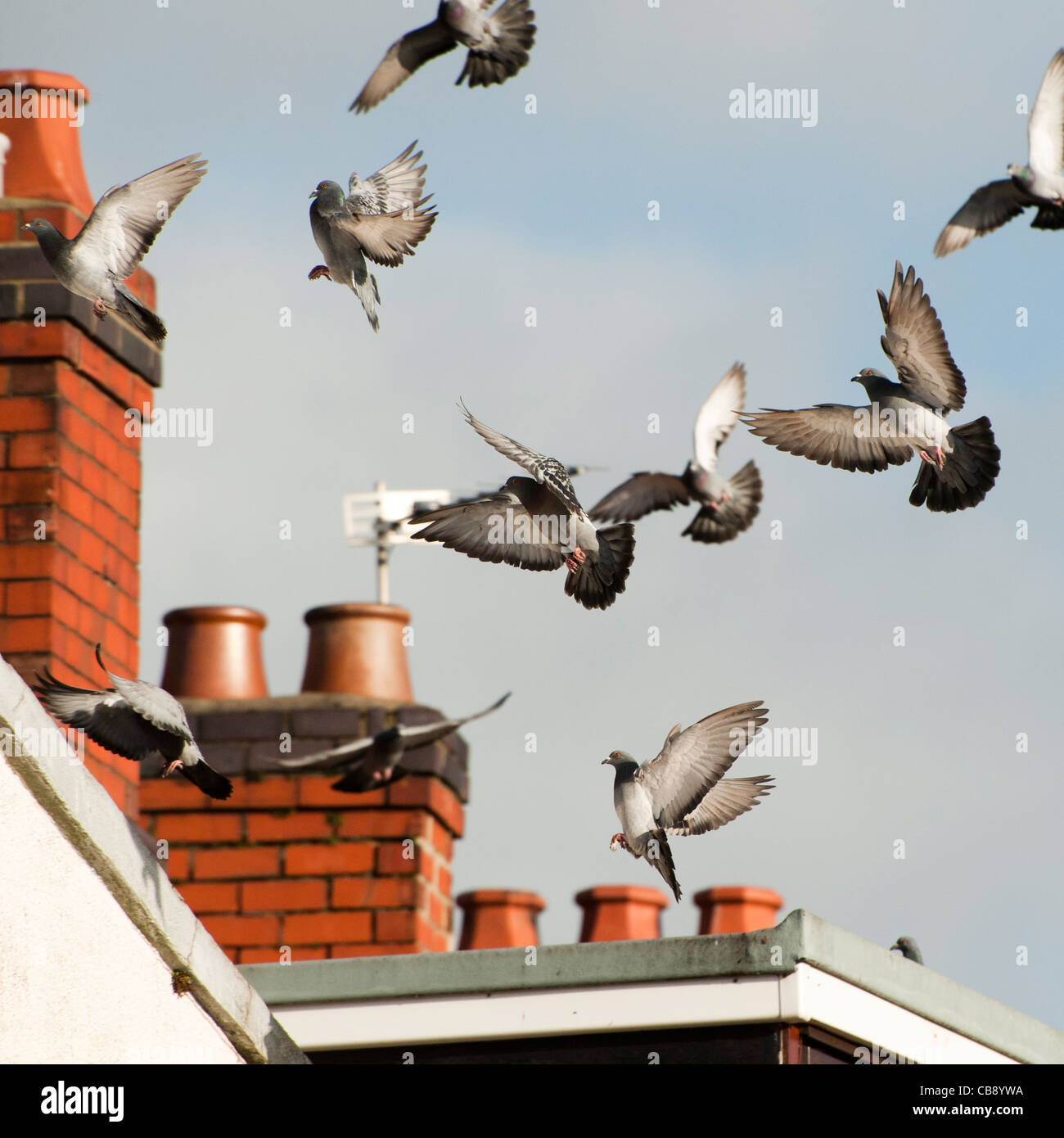 Un gregge urbano della città piccioni atterraggio sul tetto di una casa, REGNO UNITO Foto Stock