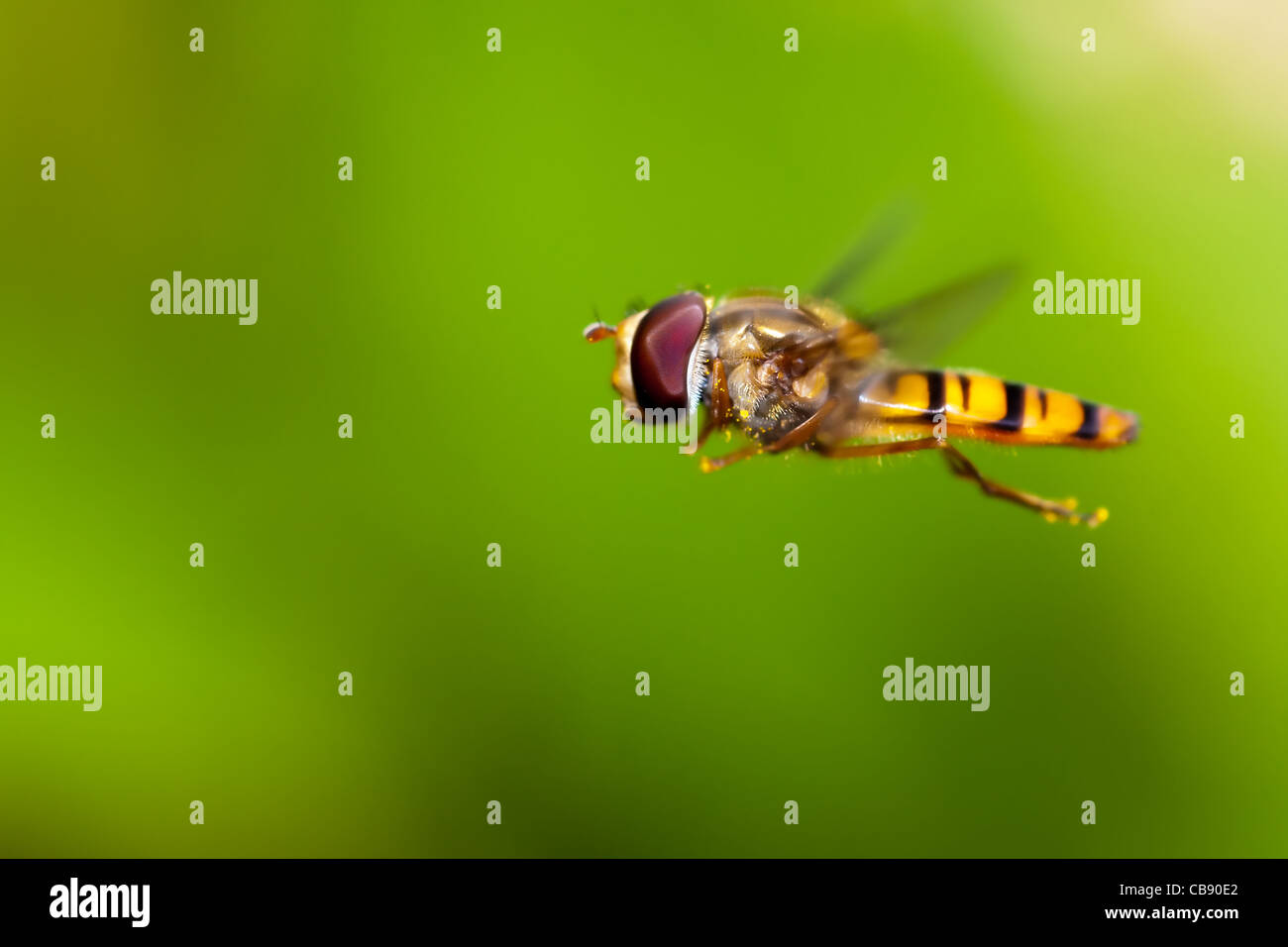 Hoverfly in volo 2 Foto Stock